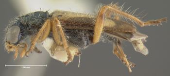 Media type: image;   Entomology 3568 Aspect: habitus lateral view